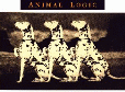 Animallogic-cassingle-IRSC73010.gif