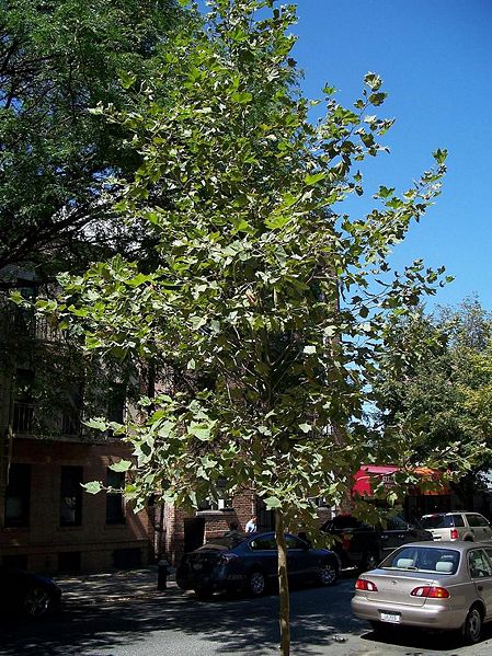 File:2010-09-NY-tree.jpg
