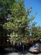 photo of a LONDON PLANE tree in Sunnyside (Queens), NY - one of dozens planted in this neighborhood. Any NYC property owner can request a free tree from the city