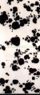 Animallogic-IRSD012b.jpg