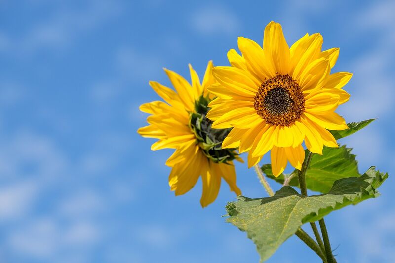 File:Sonnenblume.jpg