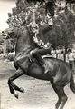 1980 12 Stewart photo Walkerprint.jpg
