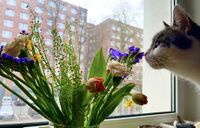 2025 02 12 Blumen Pepi 02.jpg
